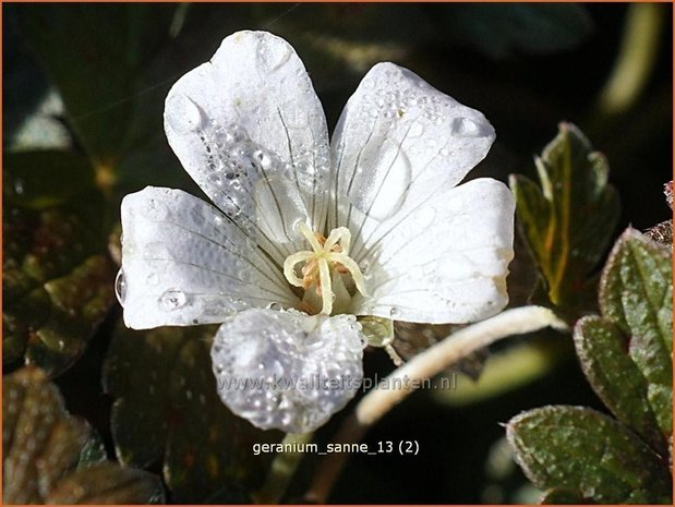 Geranium sessiliflorum 'Sanne' | Ooievaarsbek