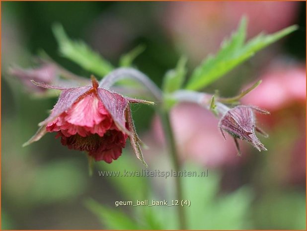 Geum 'Bell Bank' | Nagelkruid