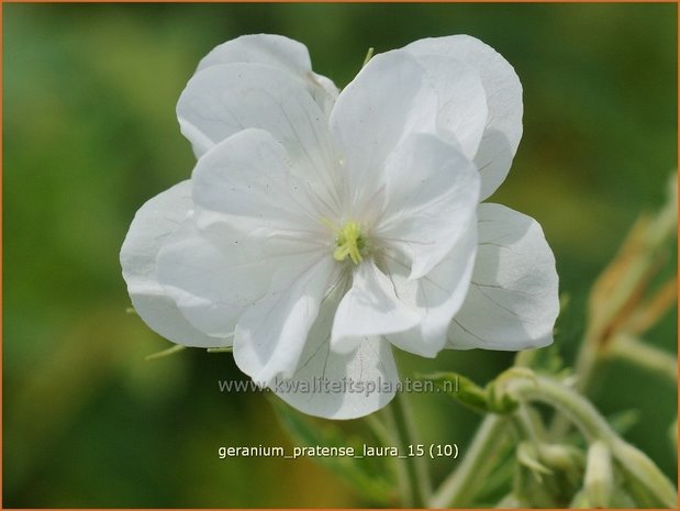 Geranium pratense 'Laura' | Beemdooievaarsbek, Ooievaarsbek, Tuingeranium