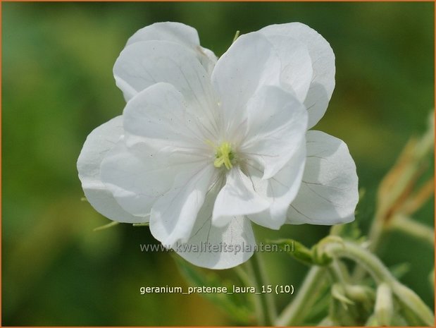 Geranium pratense 'Laura' | Beemdooievaarsbek, Ooievaarsbek, Tuingeranium