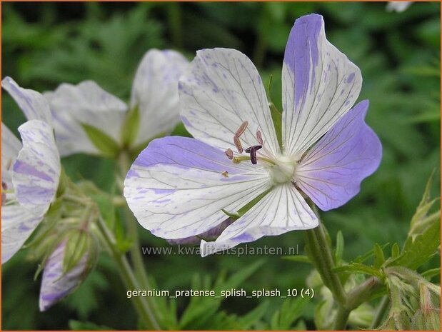 Geranium pratense &#39;Splish Splash&#39; | Beemdooievaarsbek, Ooievaarsbek, Tuingeranium | Wiesen-Storchschnabel