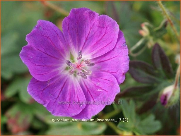 Geranium sanguineum 'Inverness' | Ooievaarsbek