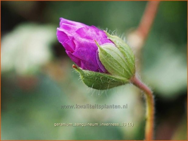 Geranium sanguineum 'Inverness' | Ooievaarsbek