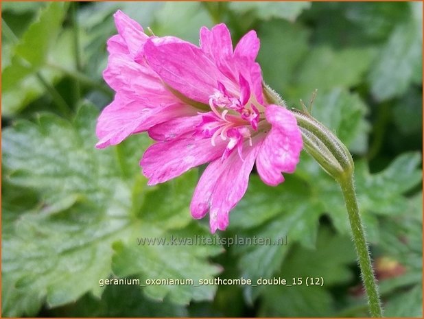 Geranium oxonianum 'Southcombe Double' | Ooievaarsbek, Tuingeranium