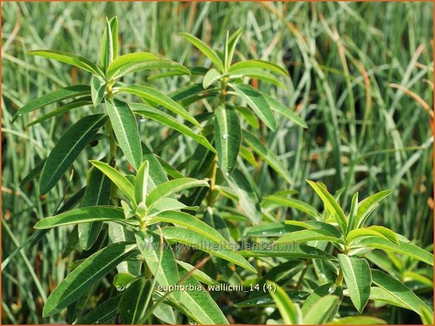 Euphorbia wallichii | Wolfsmelk | Wallichs Spurge