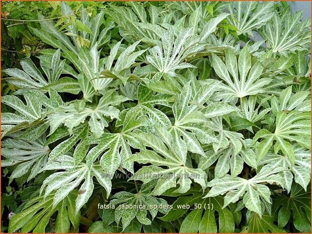 Fatsia japonica 'Spider's Web' | Vingerplant | Zimmeraralie | Fatsi