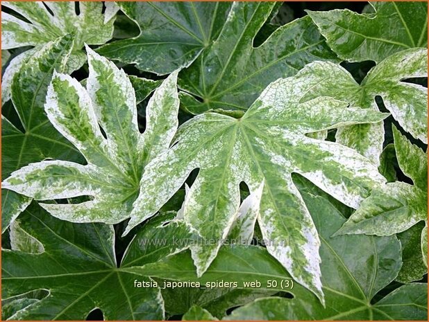 Fatsia japonica 'Spider's Web' | Vingerplant | Zimmeraralie | Fatsi