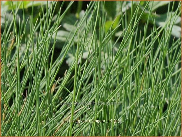 Festuca glauca 'Hoggar' | Blauw schapengras, Zwenkgras, Schapengras | Blauschwingel