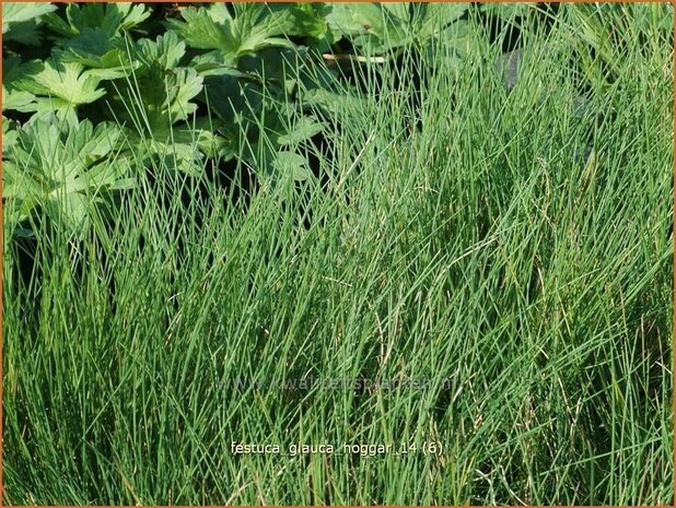 Festuca glauca 'Hoggar' | Blauw schapengras, Zwenkgras, Schapengras | Blauschwingel