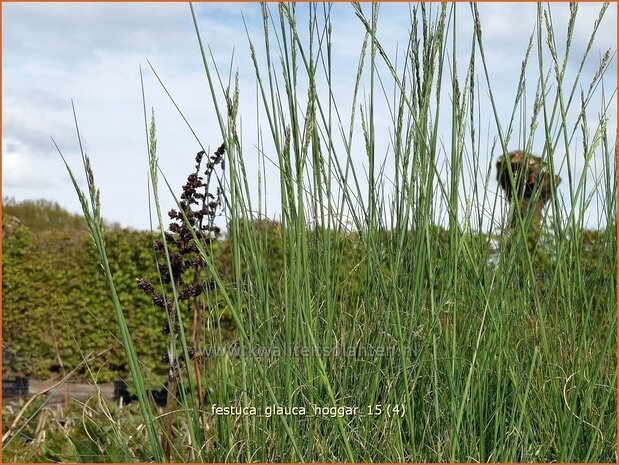 Festuca glauca 'Hoggar' | Blauw schapengras, Zwenkgras, Schapengras | Blauschwingel