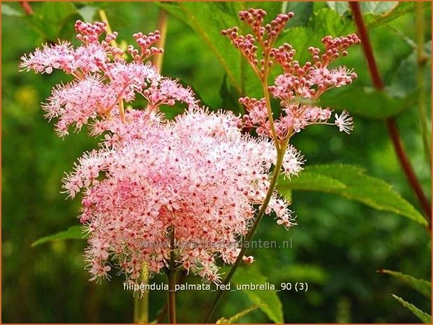 Filipendula palmata 'Red Umbrella' | Moerasspirea