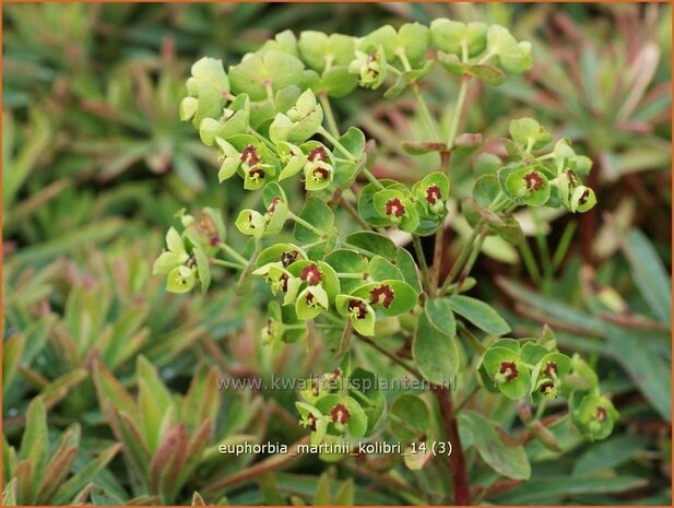 Euphorbia martinii 'Kolibri' | Wolfsmelk | Busch-Wolfsmilch