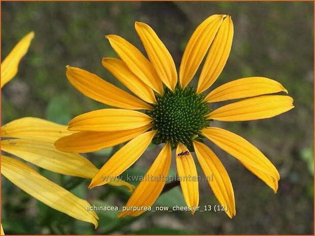 Echinacea purpurea 'Now Cheesier' | Zonnehoed