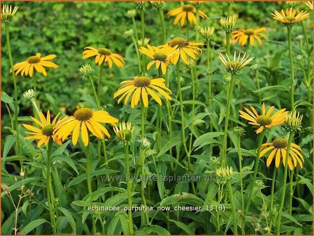 Echinacea purpurea 'Now Cheesier' | Zonnehoed