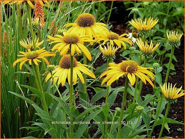 Echinacea purpurea 'Now Cheesier' | Zonnehoed