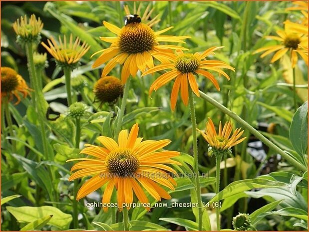 Echinacea purpurea 'Now Cheesier' | Zonnehoed