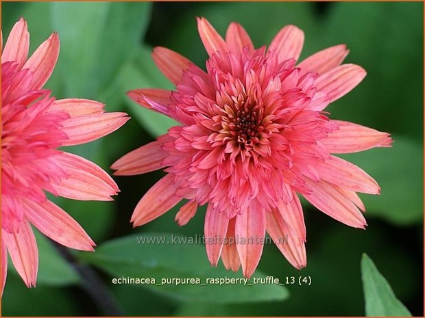 Echinacea purpurea &#39;Raspberry Truffle&#39; | Rode zonnehoed, Zonnehoed | Roter Sonnenhut