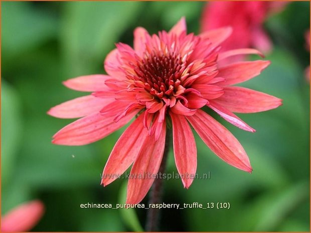 Echinacea purpurea &#39;Raspberry Truffle&#39; | Rode zonnehoed, Zonnehoed | Roter Sonnenhut