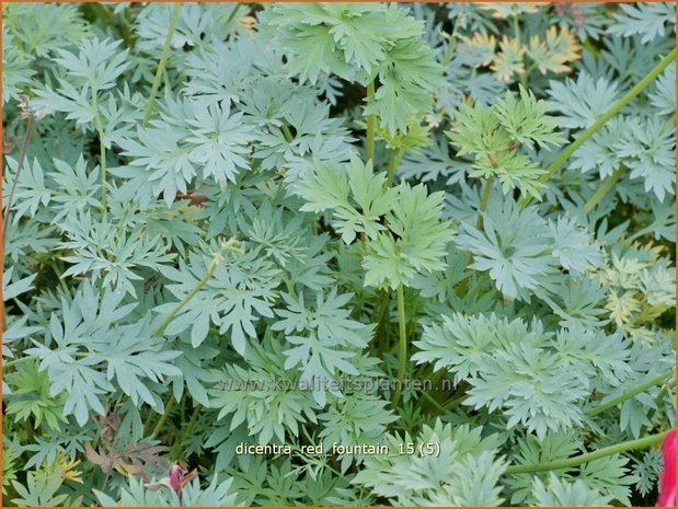Dicentra &#39;Red Fountain&#39; | Gebroken hartje, Tranend hartje | Herzblume