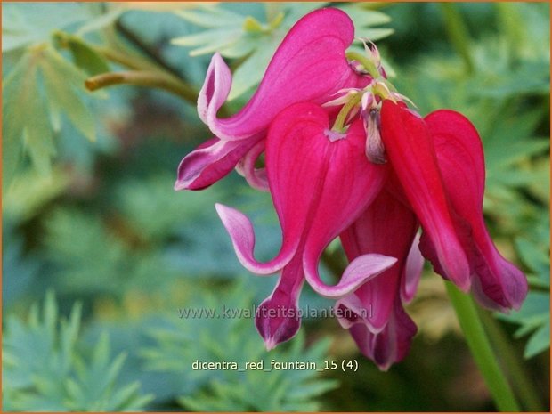 Dicentra &#39;Red Fountain&#39; | Gebroken hartje, Tranend hartje | Herzblume