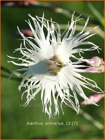 Dianthus arenarius | Zandanjer, Anjer