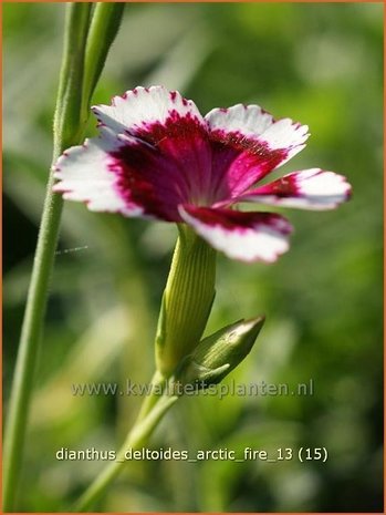 Dianthus deltoides 'Arctic Fire' | Steenanjer, Anjer | Heidenelke