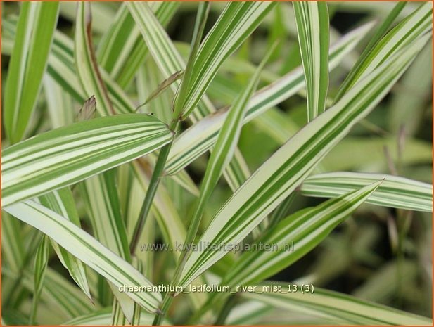 Chasmanthium latifolium 'River Mist' | Plataargras | Breitblättriges Plattährengras