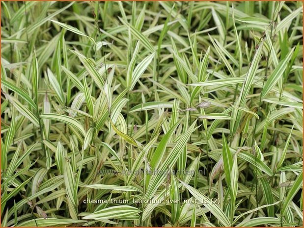 Chasmanthium latifolium 'River Mist' | Plataargras | Breitblättriges Plattährengras