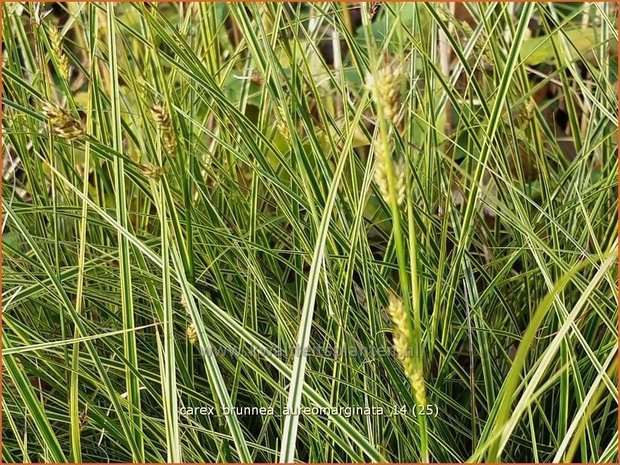 Carex brunnea 'Aureomarginata' | Zegge