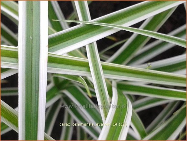 Carex oshimensis 'Everest' | Zegge