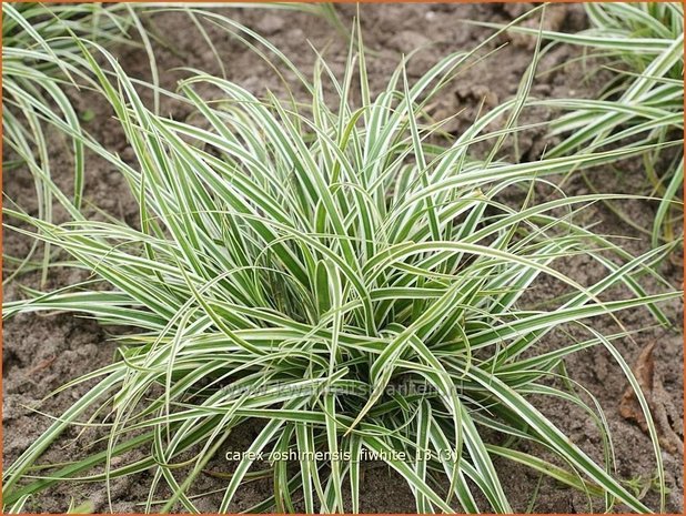 Carex oshimensis 'Everest' | Zegge