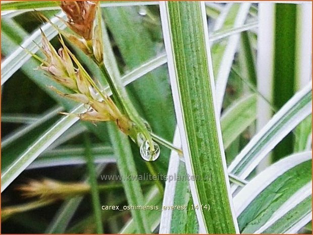 Carex oshimensis 'Everest' | Zegge