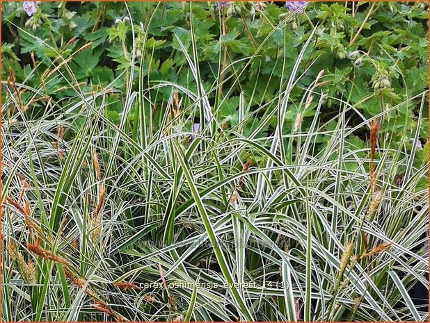 Carex oshimensis 'Everest' | Zegge