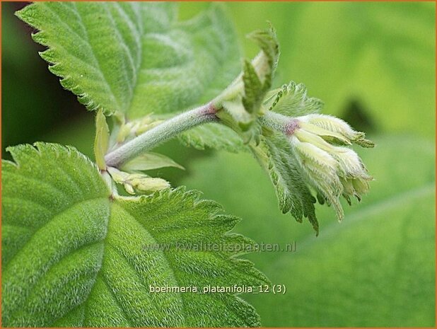 Boehmeria platanifolia | Valse netel | Scheinbrennessel