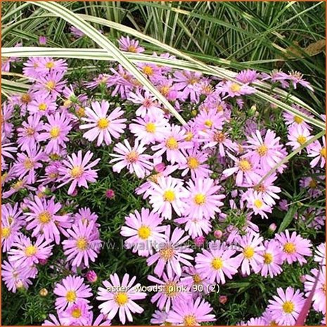 Aster 'Wood's Pink' | Aster