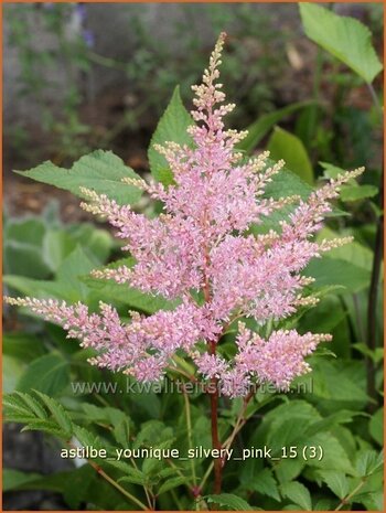 Astilbe 'Younique Silvery Pink' | Pluimspirea, Spirea