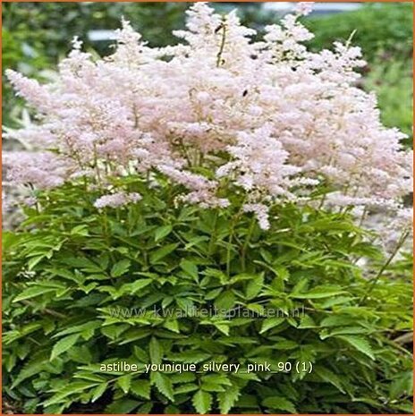 Astilbe 'Younique Silvery Pink' | Spirea