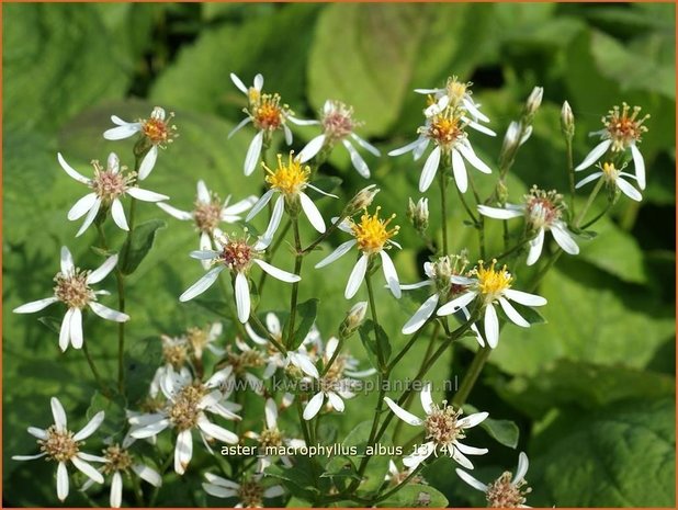 Aster macrophyllus 'Albus' | Aster