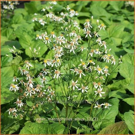 Aster macrophyllus 'Albus' | Aster