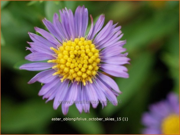 Aster oblongifolius 'October Skies' | Aster
