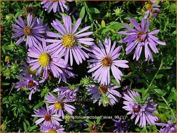 Aster oblongifolius 'October Skies' | Aster
