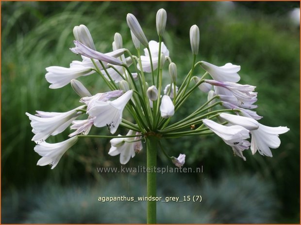 Agapanthus 'Windsor Grey' | Afrikaanse lelie, Kaapse lelie, Liefdesbloem