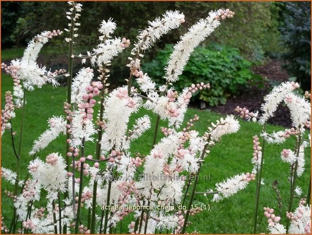 Actaea japonica 'Cheju-do' | Zilverkaars, Oktoberkaars, Christoffelkruid