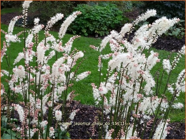 Actaea japonica 'Cheju-do' | Zilverkaars, Oktoberkaars, Christoffelkruid