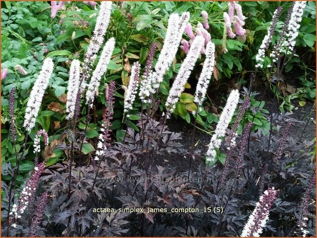 Actaea ramosa 'James Compton' | Zilverkaars, Oktoberkaars, Christoffelkruid