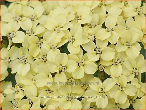 Achillea millefolium 'Hella Glashoff' | Duizendblad | Gew&ouml;hnliche Schafgarbe