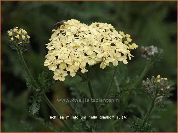 Achillea millefolium &#39;Hella Glashoff&#39; | Duizendblad | Gewöhnliche Schafgarbe