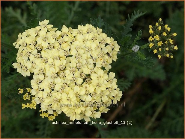 Achillea millefolium &#39;Hella Glashoff&#39; | Duizendblad | Gewöhnliche Schafgarbe