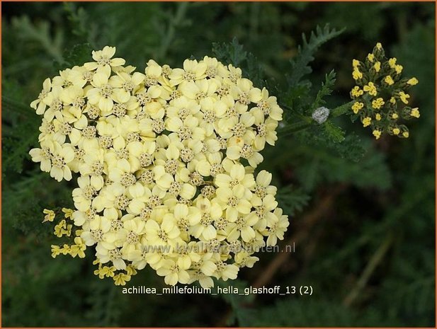 Achillea millefolium 'Hella Glashoff' | Duizendblad | Gew&ouml;hnliche Schafgarbe