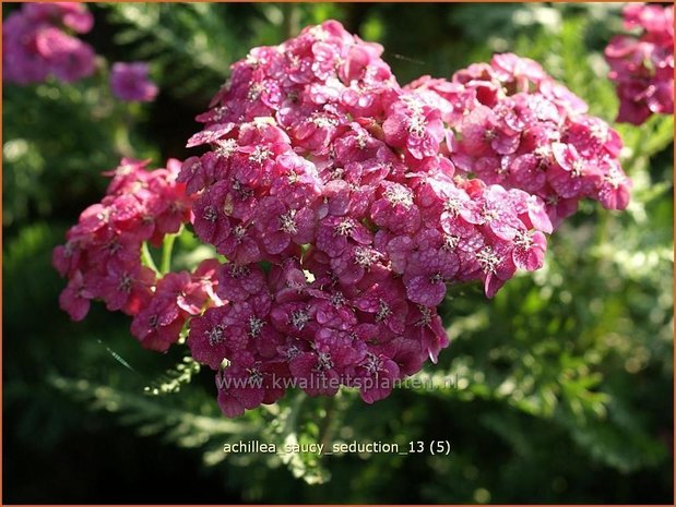 Achillea 'Saucy Seduction' | Duizendblad